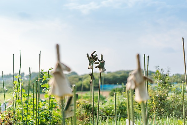 포토 JPG 주간 구름 장갑 하늘 풍경 사람없음 야외 아웃포커스 장대 국내포토 자연요소 잡화 촬영기법 파일형식