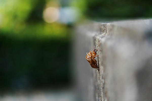 포토 JPG 주간 자연 사람없음 야외 아웃포커스 애벌레 번데기 탈피 국내포토 자연요소 촬영기법 벌레 생태계 파일형식