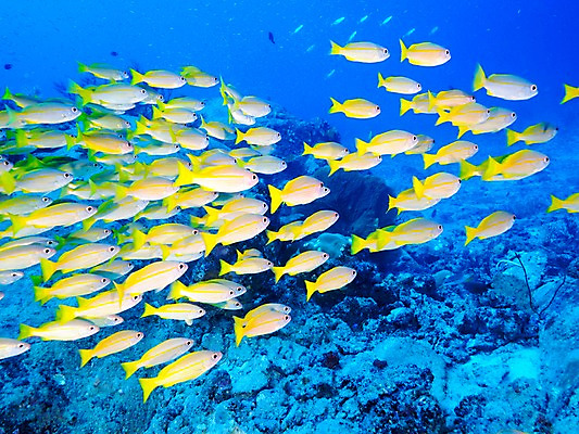 포토 JPG 바다 여러마리 자연 어류 사람없음 수중 바위 열대어 국내포토 다수 수중동물 돌_바위 생태계 파일형식