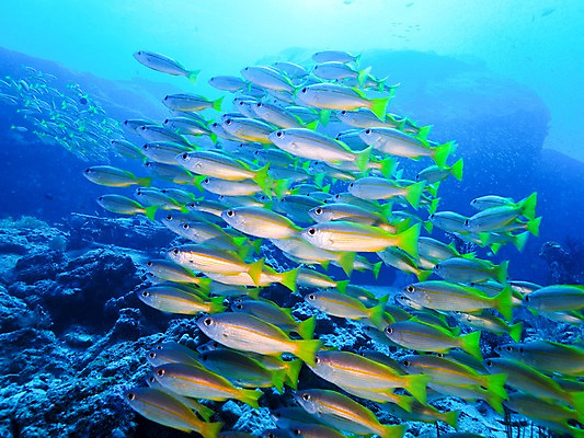 포토 JPG 바다 여러마리 자연 어류 사람없음 수중 바위 열대어 국내포토 다수 수중동물 돌_바위 생태계 파일형식