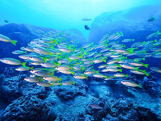 포토 JPG 바다 여러마리 자연 어류 사람없음 수중 바위 열대어 국내포토 다수 수중동물 돌_바위 생태계 파일형식