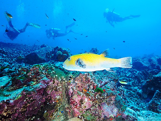 포토 JPG 바다 여러마리 자연 어류 세명 수중 잠수부 스쿠버다이빙 국내포토 다수 사람 수중동물 수상스포츠 전문직 생태계 파일형식