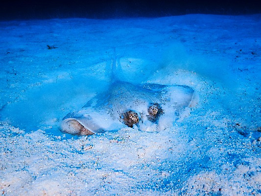 포토 JPG 한마리 모래 바다 자연 어류 사람없음 수중 가오리 숨기 국내포토 1 모션 수중동물 생태계 파일형식