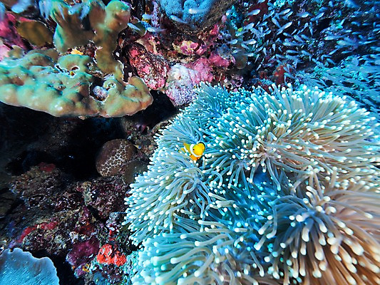 포토 JPG 바다 여러마리 자연 어류 사람없음 수중 산호 열대어 말미잘 국내포토 다수 수중동물 자포동물 생태계 파일형식