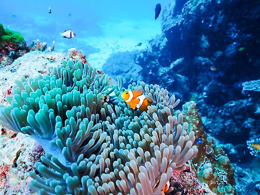 포토 JPG 바다 여러마리 자연 어류 사람없음 수중 산호 열대어 말미잘 국내포토 다수 수중동물 자포동물 생태계 파일형식