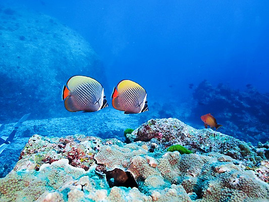 포토 JPG 바다 여러마리 자연 어류 사람없음 수중 바위 열대어 국내포토 다수 수중동물 돌_바위 생태계 파일형식