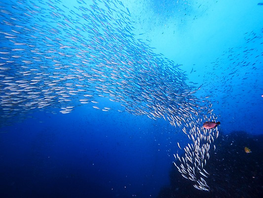 포토 JPG 바다 여러마리 자연 어류 사람없음 수중 국내포토 다수 수중동물 생태계 파일형식