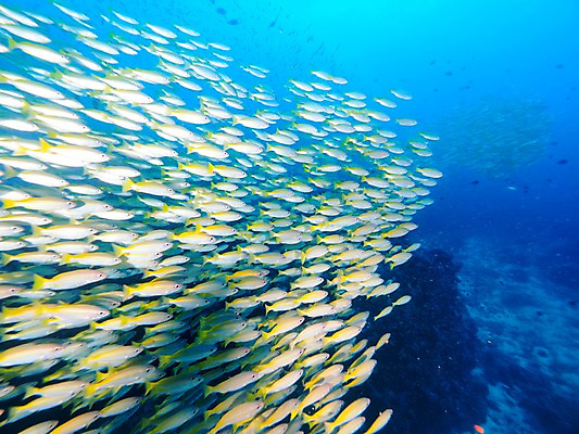 포토 JPG 바다 여러마리 자연 어류 사람없음 수중 국내포토 다수 수중동물 생태계 파일형식