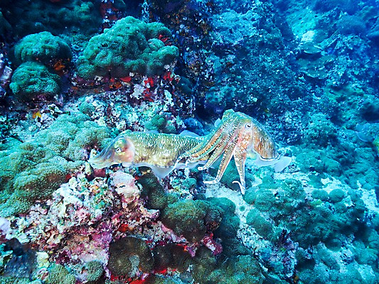 포토 JPG 바다 두마리 자연 사람없음 수중 바위 오징어 갑오징어 국내포토 2 연체동물 수중동물 돌_바위 생태계 파일형식