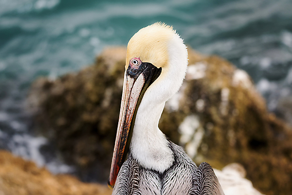 포토 JPG 해외이미지 동물 얼굴 야생동물 백그라운드 자연 조류 사람없음 옆모습 물 갈색 노란색 머리 흰색 원형 펠리컨 깃털 질감 부리 발리 인도네시아 종료 해외202004 해외포토 자연요소 도형 아시아 뷰포인트 컬러 섬 신체부위 생태계 파일형식 이미지허브