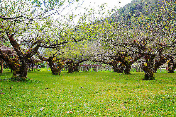 포토 JPG 해외이미지 나무 식물 계절 공원 꽃 잎 꽃무늬 패턴 자연 새로움 잔디 사람없음 야외 장식 초록색 정원 침묵 봄 벚꽃 흰색 나뭇가지 개화 사과 과수원 4월 5월 복숭아 자두 살구 천도복숭아 해외202004 해외포토 공공시설 컬러 컨셉 무늬 농업 과일 소리 날짜 생태계 파일형식 이미지허브