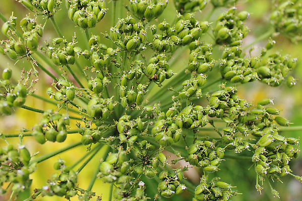 포토 JPG 해외이미지 식물 계절 꽃잎 꽃 백그라운드 잎 날씨 사람없음 초록색 여름 컬러풀 새싹 흰색 신선 위험 냄새 내추럴 나쁜 강렬 꽃수술 해로움 해외202004 해외포토 컬러 컨셉 파일형식 이미지허브