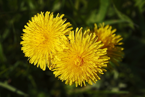 포토 JPG 해외이미지 꽃 사람없음 봄 벚꽃 개화 민들레 해외202004 해외포토 식물 계절 파일형식 이미지허브