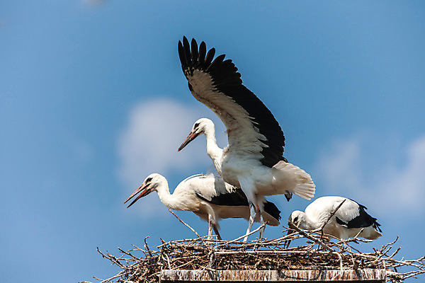 포토 JPG 해외이미지 동물 구름 야생동물 음식 파도 2 날개 가족 자연 벽지 조류 하늘 주택 병아리 3 사람없음 여름 파란색 마을 맑음 봄 공연 기쁨 회색 마시기 게임 흰색 나뭇가지 시골 기둥 막대기 둥지 박수 깃털 그네 부리 클릭 돌봄 동물상 수유 타격 황새 해외202004 해외포토 자연요소 나무 계절 건축 감정 바다 컬러 관계 모션 놀이 날씨 손짓 이벤트 건물 조형물 생태계 파일형식 이미지허브