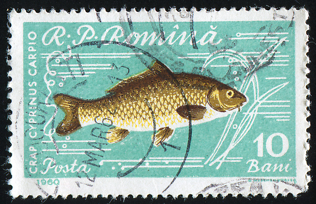 포토 JPG 해외이미지 동물 야생동물 바다 자연 봉투 동물원 어류 사람없음 그래픽 수중 수확 골동품 메시지 역사 물개 편지 복고 엽서 루마니아 우표 잉어 동물상 옛날 해외202004 해외포토 유럽 농업 포유류 조형물 바다동물 수중동물 생태계 파일형식 이미지허브