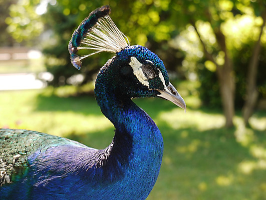 포토 JPG 해외이미지 동물 1 공원 남자 야생동물 포즈 백그라운드 컨셉 패턴 자연 조류 동물원 종류 사람없음 야외 초록색 파란색 컬러풀 머리 활발 우아함 공작 소프트포커스 큼 깃털 부리 부드러움 꿩 내추럴 해외202004 해외포토 공공시설 컬러 무늬 촬영기법 사람 신체부위 감각 크기 생태계 파일형식이미지허브 