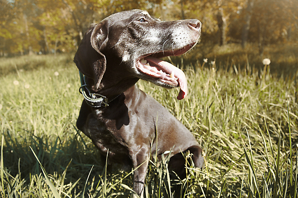 포토 JPG 해외이미지 동물 라이프스타일 계절 행복 장난 관계 자연 사람없음 야외 가로 여름 반려동물 컬러풀 햇빛 갈색 봄 우정 활발 기쁨 가을 신선 개 리트리버 숲 혀 집중 순수 사냥 비글 사냥꾼 송곳니 내추럴 강렬 동물상 섬광 해외202004 해외포토 직업 감정 컬러 컨셉 포유류 생활 친구 태양 조형물 입 치아 생태계 파일형식 이미지허브
