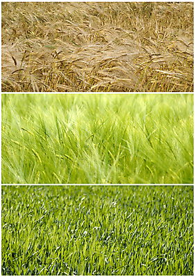 포토 JPG 해외이미지 식물 구름 계절 음식 빵 밭 농업 자연 하늘 날씨 풍경 사람없음 야외 초록색 여름 파란색 농작물 농장 환경 봄 수확 성장 시골 신선 못 황금 시리얼 밀 굽기 허브 합성 귀 밭일 해외202004 해외포토 자연요소 산업 컬러 곡류 신체부위 공구 구이 생태계 파일형식 이미지허브