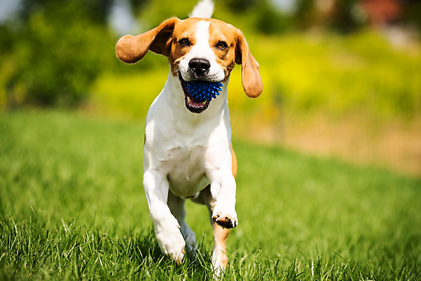 포토 JPG 해외이미지 동물 공원 행복 포즈 밭 장난 공 포유류 자연 놀이 사람없음 야외 초록색 여름 반려동물 달리기 태양 카메라 정원 개 달콤 강아지 속도 사냥개 비글 송곳니 기르기 신앙심 유래 해외202004 해외포토 자연요소 계절 공공시설 감정 컬러 농업 모션 전자제품 맛 치아 생태계 돌봄 파일형식 이미지허브