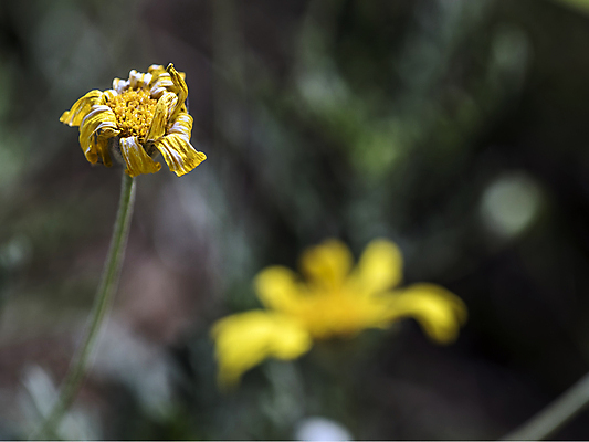 포토 JPG 해외이미지 식물 계절 꽃잎 꽃 자연 날씨 건강 사람없음 초록색 노란색 정원 힘 봄 활발 다양 에너지 성장 시골 죽음 맛 떨어짐 생명공학 수분 원예 순환 꽃가루 개성 꿀 영양분 노화 해외202004 해외포토 컬러 다수 컨셉 의학 모션 취미 가루 생태계 파일형식 이미지허브