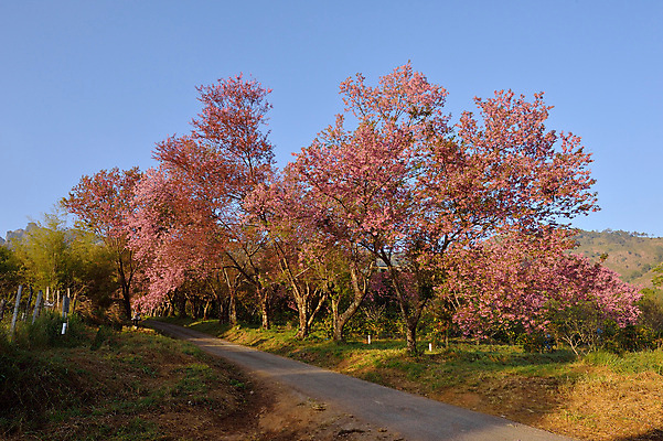 포토 JPG 해외이미지 나무 식물 계절 공원 꽃잎 꽃 아시아 도로 분홍색 백그라운드 잎 겨울 꽃무늬 태국 자연 하늘 발렌타인데이 사람없음 야외 목재 초록색 파란색 컬러풀 정원 봄 성장 벚꽃 나뭇가지 신선 체리 달콤 순수 묘사 북쪽 동쪽 내추럴 히말라야 해외202004 해외포토 공공시설 나라 길 컬러 컨셉 무늬 과일 재료 교통시설 데이이벤트 맛 방향 생태계 파일형식 산맥 이미지허브