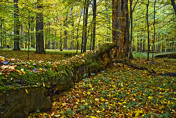 포토 JPG 해외이미지 나무 계절 공원 길 백그라운드 잎 자연 아침 풍경 사람없음 야외 목재 초록색 여름 빛 햇빛 평화 일출 환경 봄 안개 성장 광선 가을 나뭇가지 시골 황무지 황금 숲 신비 내추럴 해외202004 해외포토 주간 식물 공공시설 컬러 컨셉 재료 날씨 태양 노을 생태계 파일형식 이미지허브