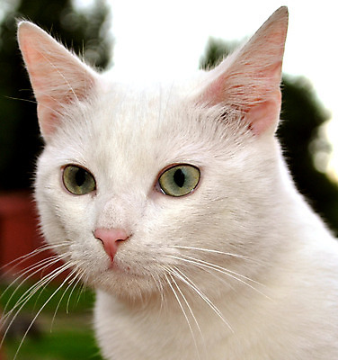 포토 JPG 해외이미지 응시 포즈 사람없음 고양이 매끈함 발굴 집중 손목시계 코 사냥 사냥꾼 해외202004 해외포토 직업 시선 시계 컨셉 장신구 포유류 신체부위 반려동물 감각 파일형식 이미지허브