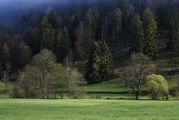 포토 JPG 해외이미지 나무 산 독일 사람없음 안개 헛간 해외202004 해외포토 식물 유럽 날씨 저장고 파일형식 이미지허브