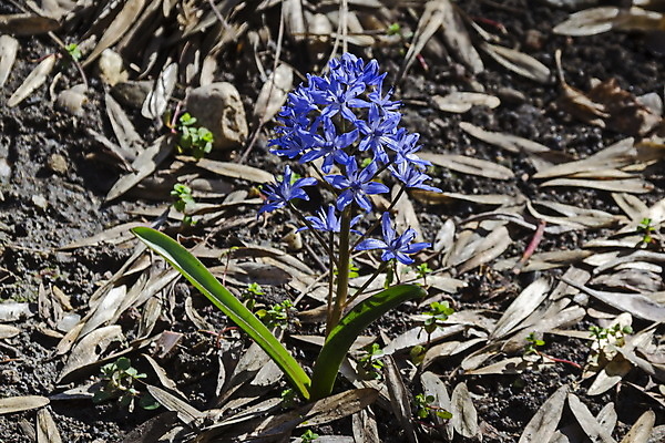 포토 JPG 해외이미지 식물 꽃 꽃다발 백그라운드 전구 자연 사람없음 야외 장식 초록색 파란색 정원 보라색 봄 추위 벚꽃 개화 닫기 고도 묘사 속도 장면 불가리아 블루벨 해외202004 해외포토 계절 컬러 모션 생태계 파일형식 남유럽 이미지허브