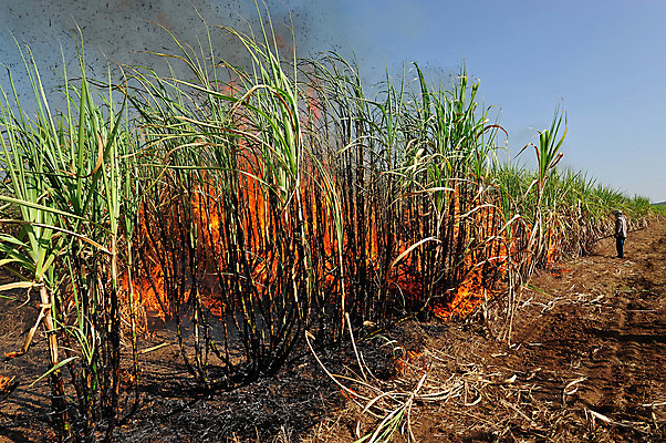 포토 JPG 해외이미지 식물 아시아 밭 농업 오렌지 태국 지팡이 불 사람없음 빨간색 농작물 노란색 환경 수확 시골 뜨거움 설탕 밭일 지옥 화상 사탕수수 해외202004 해외포토 자연요소 나라 산업 컬러 과일 상처 파일형식 이미지허브
