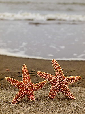 포토 JPG 해외이미지 모양 동물 별 모래 파도 바다 여행 백그라운드 2 패턴 오렌지 자연 바람 휴가 조개 휴식 불가사리 프레임 따뜻함 어류 해변 사람없음 물 여름 태양 우주 맑음 젖음 껍질 심볼 묘사 질감 내추럴 파라다이스 해외202004 해외포토 자연요소 계절 컨셉 무늬 과일 날씨 어패류 극피동물 수중동물 생태계 파일형식 이미지허브