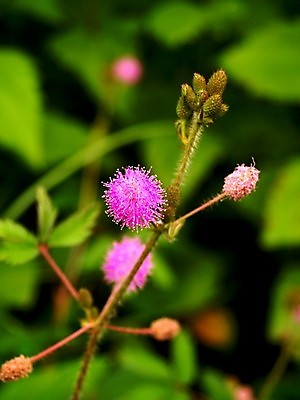 포토 JPG 해외이미지 식물 꽃잎 꽃 분홍색 꽃무늬 오렌지 자연 국화 사람없음 빨간색 여름 세트 컬러풀 장미 노란색 보라색 봄 활발 벚꽃 흰색 신선 개화 그룹 난초 변화 선택 백합 자르기 수집 달리아 제비꽃 묘사 코스모스 데이지 붓꽃 고립 섞기 아욱 많음 피튜니아 해외202004 해외포토 계절 컬러 컨셉 무늬 과일 모션 생태계 파일형식 이미지허브