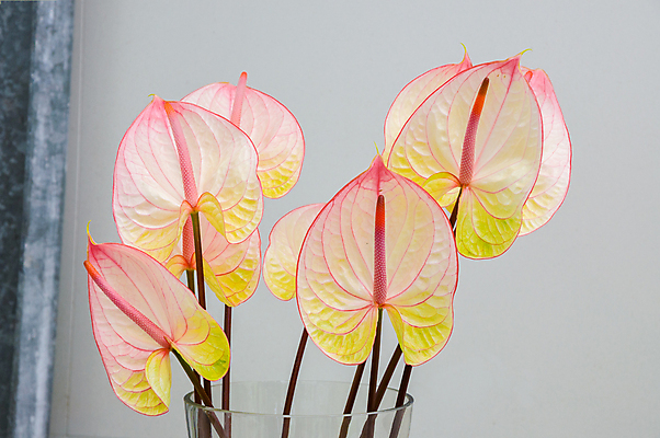 포토 JPG 해외이미지 모양 식물 꽃잎 꽃 백그라운드 잎 꽃무늬 밭 자연 사람없음 장식 빨간색 초록색 컬러풀 정원 봄 활발 벚꽃 흰색 하트 신선 신용카드 개화 시장 우아함 플라밍고 원예 내추럴 고립 꽃수술 이국적 해외202004 해외포토 계절 컬러 컨셉 무늬 농업 조류 취미 금융 생태계 파일형식 이미지허브