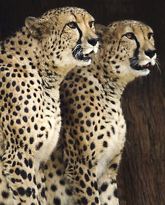 포토 JPG 해외이미지 시선 야생동물 2 포유류 자연 털 동물원 사람없음 야외 점 쌍 손목시계 속도 사냥 육식동물 사냥꾼 멸종 치타 경보 특별함 해외202004 해외포토 동물 직업 시계 컨셉 장신구 생태계 파일형식 이미지허브