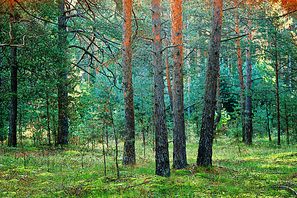 포토 JPG 해외이미지 나무 야생동물 자연 아침 그림자 이끼 풍경 사람없음 야외 목재 초록색 여름 빛 햇빛 태양 일출 환경 맑음 어둠 황혼 일몰 새벽 나뭇가지 소나무 숲 신비 에코 나무껍질 상록수 침엽수 전나무 삼림지대 생태학 수목 해외202004 해외포토 주간 자연요소 식물 동물 계절 교육 컬러 컨셉 재료 날씨 노을 껍질 생태계 파일형식 이미지허브
