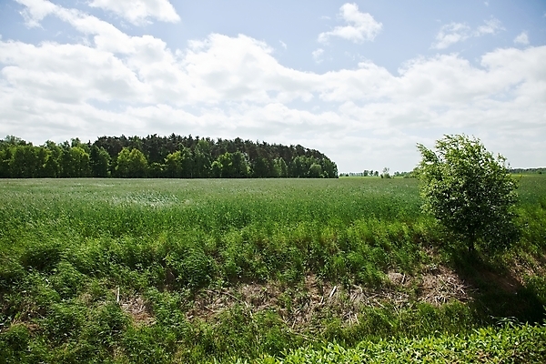 포토 JPG 해외이미지 식물 계절 음식 빵 줄기 밭 농업 자연 하늘 씨앗 풍경 사람없음 야외 초록색 여름 농작물 햇빛 태양 농장 농경지 맑음 수확 성장 시골 낟알 땅 시리얼 밀 장면 밀짚 폴란드 내추럴 밭일 호밀 해외202004 해외포토 자연요소 유럽 산업 컬러 날씨 곡류 짚 생태계 파일형식 이미지허브