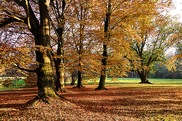 포토 JPG 해외이미지 나무 계절 공원 길 여행 백그라운드 잎 자연 아침 그림자 풍경 사람없음 목재 초록색 여름 빛 햇빛 태양 평화 일출 환경 맑음 일몰 봄 새벽 하이킹 안개 광선 가을 나뭇가지 시골 황무지 숲 장면 공상 내추럴 해외202004 해외포토 주간 자연요소 식물 공공시설 컬러 컨셉 재료 레저 날씨 노을 생태계 파일형식 이미지허브