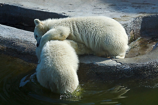 포토 JPG 해외이미지 동물 곰 포유류 자연 동물원 종류 사람없음 아기 보호 작음 북극 그림 러시아 새장 멸종 해외202004 해외포토 유럽 컨셉 사람 크기 극지방 생태계 케이지 파일형식 이미지허브