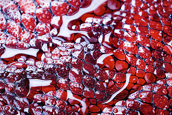 포토 JPG 해외이미지 백그라운드 패턴 파충류 자연 추상 사람없음 물 유행 물방울 직물 거친 화려 뱀 고급 가죽 피부 묘사 질감 생물학 육식동물 악어 동물상 이국적 인공 스타일 해외202004 해외포토 자연요소 동물 교육 컨셉 무늬 신체부위 조형물 생태계 파일형식 이미지허브