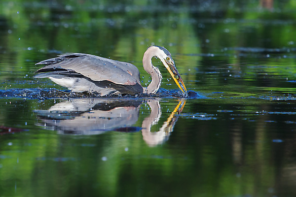 포토 JPG 해외이미지 동물 응시 호수 야생동물 음식 자연 조류 낚시 어류 사람없음 야외 물 파란색 컬러풀 관찰 연못 잡기 입 큼 먹이 먹기 왜가리 배고픔 깃털 호기심 부리 육식동물 물새 노려봄 경보 해외202004 해외포토 자연요소 시선 감정 컬러 컨셉 모션 레저 표정 신체부위 수중동물 크기 생태계 파일형식 이미지허브