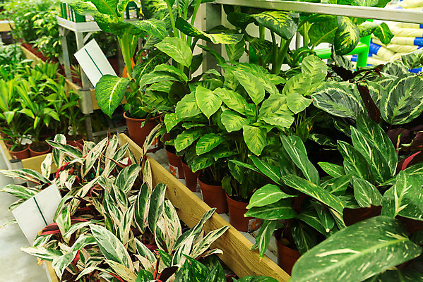 포토 JPG 해외이미지 식물 꽃잎 꽃 화초 꽃다발 백그라운드 컨셉 꽃무늬 비즈니스 태국 자연 휴가 기념 선물 사랑 사람없음 초록색 여름 컬러풀 세일 상점 정원 신선 시장 구매 꽃집 포장지 네덜란드 내추럴 매각 해외202004 해외포토 계절 감정 유럽 아시아 컬러 무늬 포장 쇼핑 생태계 파일형식 이미지허브