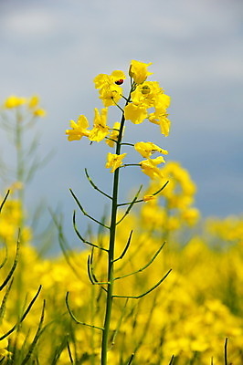 포토 JPG 해외이미지 사람없음 해외202004 해외포토 파일형식 이미지허브