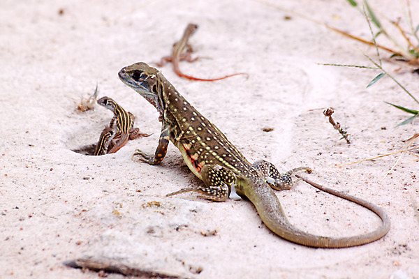 포토 JPG 해외이미지 아시아 야생동물 파충류 태국 자연 동양인 사람없음 야외 초록색 컬러풀 황무지 도마뱀 내추럴 동물상 생존 해외202004 해외포토 동물 나라 컬러 인종 조형물 생태계 파일형식 이미지허브