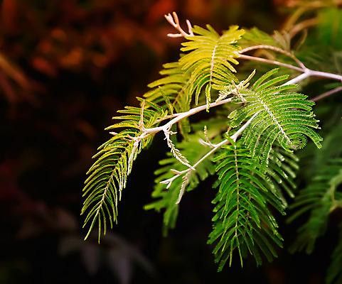 포토 JPG 해외이미지 나무 식물 디자인 공원 꽃 백그라운드 잎 자연 사람없음 초록색 파란색 정원 어둠 봄 성장 흰색 나뭇가지 질감 서식 솜털 내추럴 이국적 해외202004 해외포토 계절 공공시설 컬러 생태계 파일형식 이미지허브