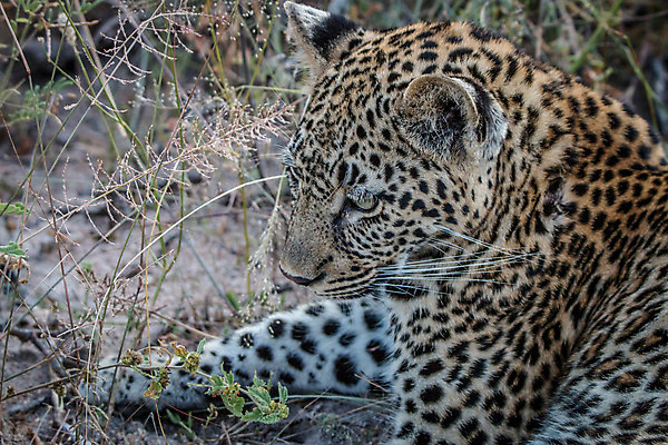 포토 JPG 해외이미지 동물 척추동물 응시 공원 야생동물 새끼 여행 포유류 아프리카 자연 친절 털 사람없음 야외 환경 고양이 힘 행성 운전 게임 황무지 보호 위험 큼 모피 심볼 사파리 속도 육식동물 사냥꾼 표범 내추럴 사바나 전국 해외202004 해외포토 직업 시선 공공시설 나라 컨셉 모션 놀이 반려동물 우주 크기 생태계 파일형식 이미지허브