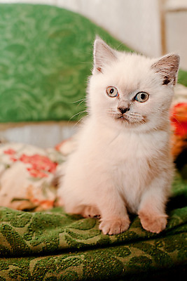 포토 JPG 해외이미지 동물 응시 포즈 가구 베개 털 그림자 앉기 사람없음 빨간색 세로 초록색 반려동물 고양이 회색 흰색 아기 작음 육식동물 관심 해외202004 해외포토 시선 컬러 생활용품 포유류 침구 모션 사람 크기 파일형식 이미지허브