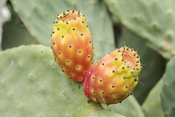 포토 JPG 해외이미지 식물 꽃 음식 백그라운드 채소 과일 재료 자연 선인장 건강 사람없음 빨간색 초록색 컬러풀 노란색 사막 신선 가시 닫기 달콤 맛 위험 먹기 유기농 생물학 날것 날카로움 무화과 내추럴 바이오 숙성 이국적 채식주의자 해외202004 해외포토 웰빙 교육 컬러 컨셉 모션 생태계 채식 파일형식 이미지허브