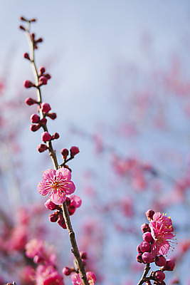 포토 JPG 해외이미지 식물 계절 꽃잎 꽃 분홍색 백그라운드 꽃무늬 자연 하늘 새로움 사람없음 빨간색 여름 파란색 우주 정원 일본 봄 활발 벚꽃 나뭇가지 신선 개화 과수원 묘사 부드러움 내추럴 해외202004 해외포토 나무 아시아 컬러 컨셉 무늬 농업 감각 생태계 파일형식 이미지허브