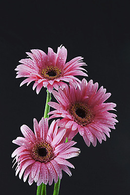 포토 JPG 해외이미지 분홍색 백그라운드 국화 3 사랑 사람없음 물 여름 검은색 봄 물방울 신선 우아함 이슬 데이지 순환 부활 카피스페이스 해외202004 해외포토 자연요소 계절 꽃 감정 컬러 컨셉 모션 공백 파일형식 이미지허브