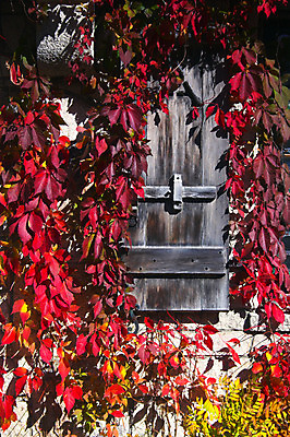 포토 JPG 해외이미지 나무 식물 공원 실루엣 백그라운드 단풍 잎 패턴 오렌지 자연 불 추상 휴식 잉글랜드 사람없음 목재 빨간색 초록색 물 빛 태양 반사 노란색 정원 침묵 고요 가을 나뭇가지 시골 연못 시간 개울 숲 질감 자작나무 내추럴 해외202004 해외포토 자연요소 계절 공공시설 컬러 컨셉 무늬 과일 재료 영국 촬영기법 강 소리 생태계 파일형식 이미지허브